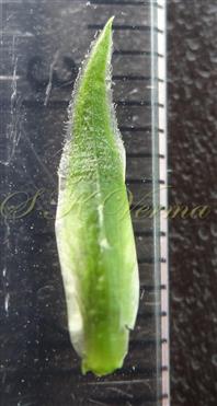   Sepal